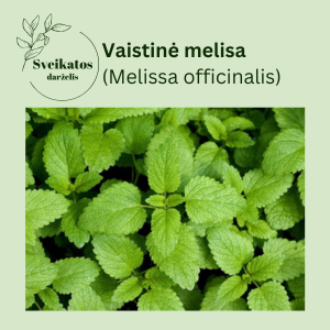 Vaistinės melisos sėklos